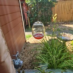 Glass Hummingbird Feeder 