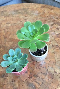 Beautiful healthy succulent