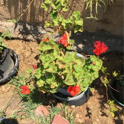 Guranums In Pot Decorative Green Plant Red Flowers 