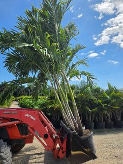 Christmas palms over 10  feet tall Instant privacy Hedge and decoration