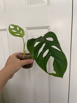 Monstera Adonsonii wide leaf plant