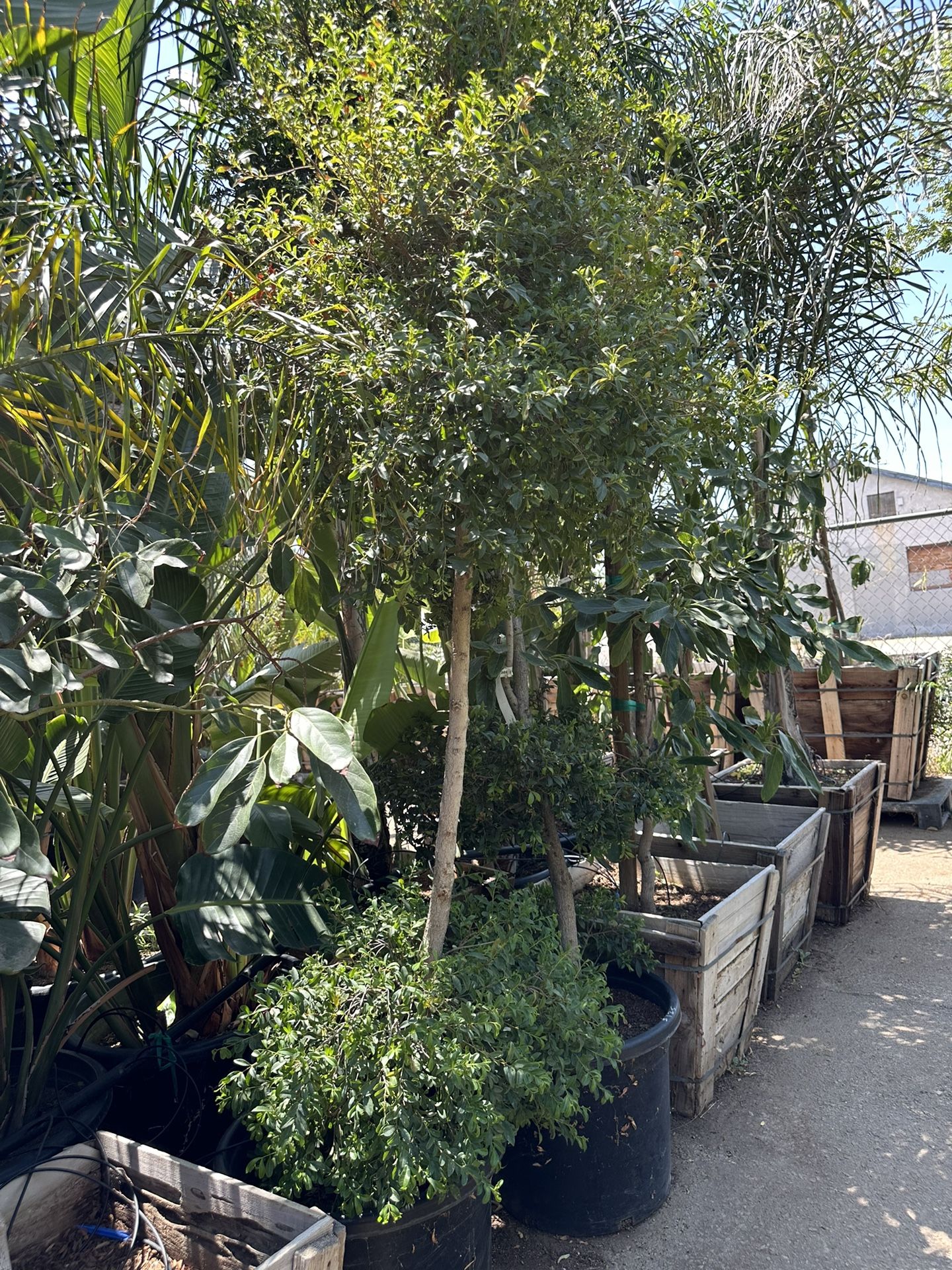 Euginia Cherry Bush Topiary Bonsai