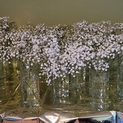 Free FRESH BABYBREATHS