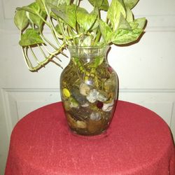 Golden Pothos Plants ( In Water )