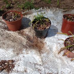 Carnivorous Plants (pls Read Description Below)