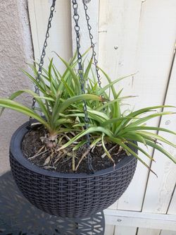 Free spider plants!!