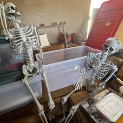 Life-Size posable Skeletons With Storage Case Included