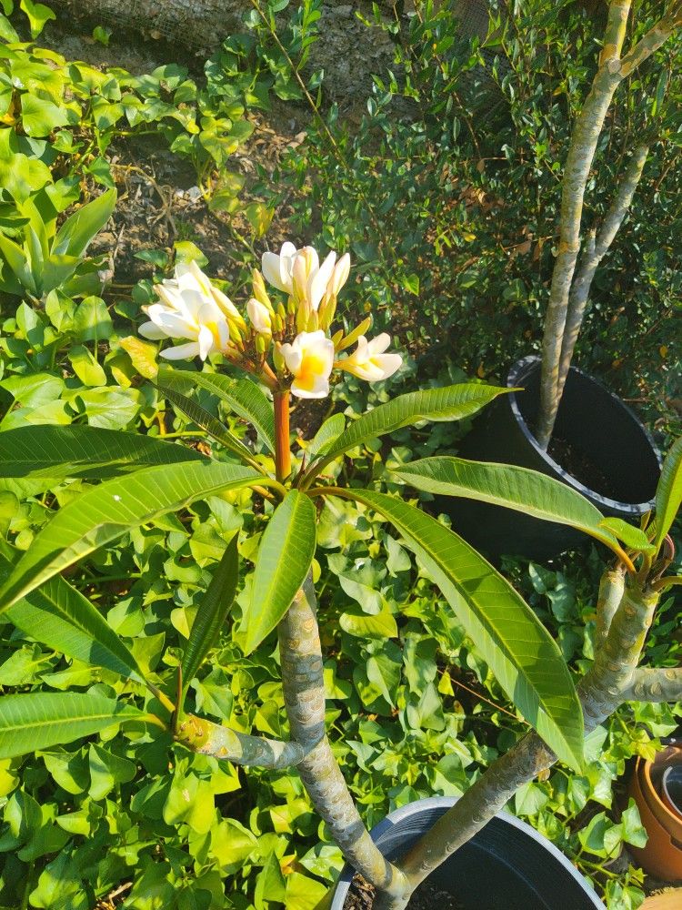Plumeria white & yellow combi