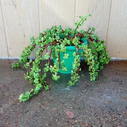 Elephant Food Plant