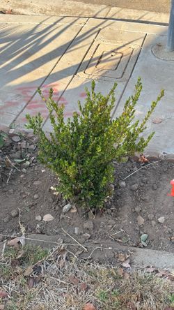 Japanese Boxwood Shrub Plant
