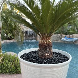 Beautiful Sago Palm in Elegant White Pot – Ready to Display