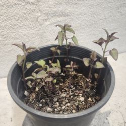 Monarda Fistolusa, Bebalm