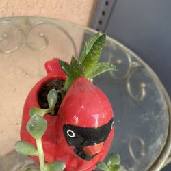 HERMOSAS PLANTAS NATURALES “SUCULENTAS PLANT 