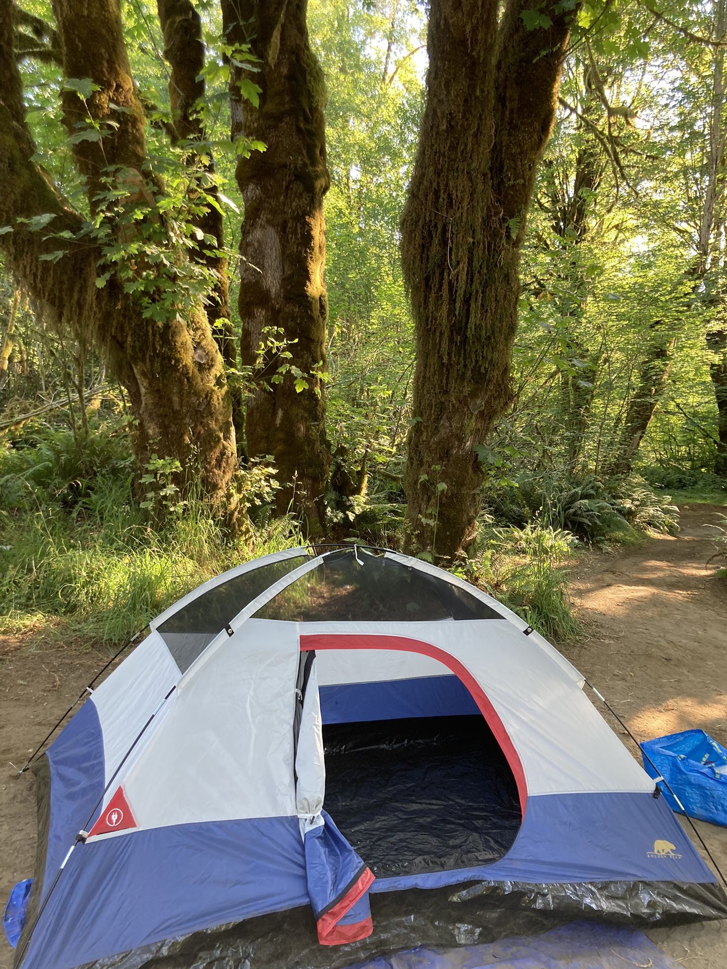 Golden Bear Adventure 4-person Camping Tent