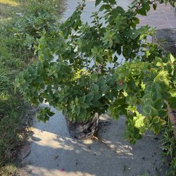 a variegated pink bougainvillea plant,