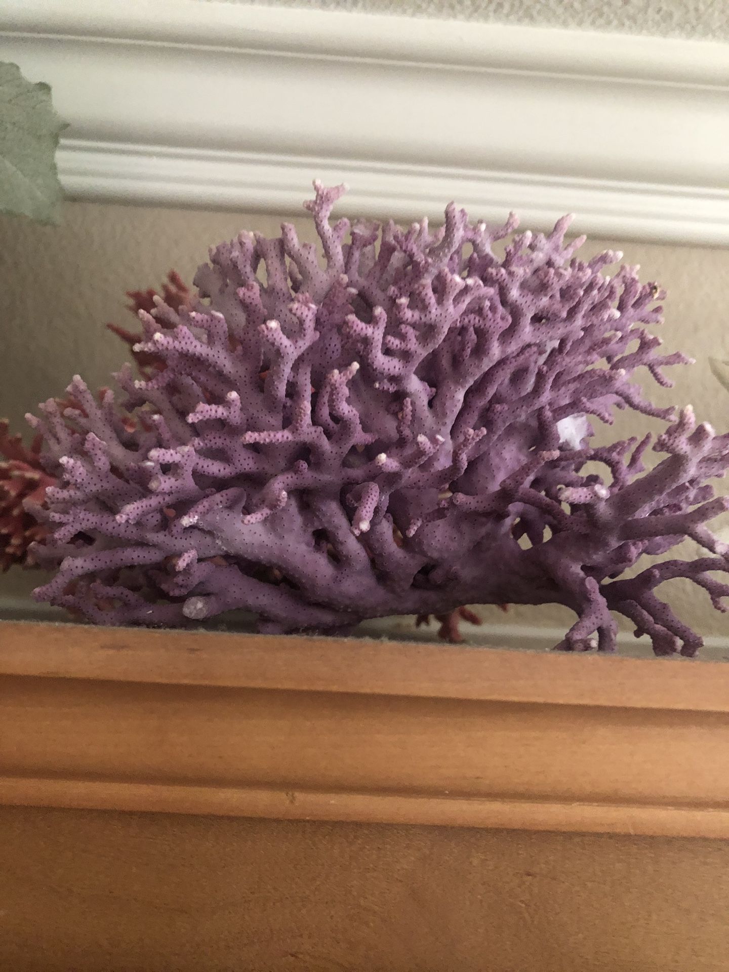 Decorative Real Coral For A Decoration Or Use In A Salt Water Aquarium