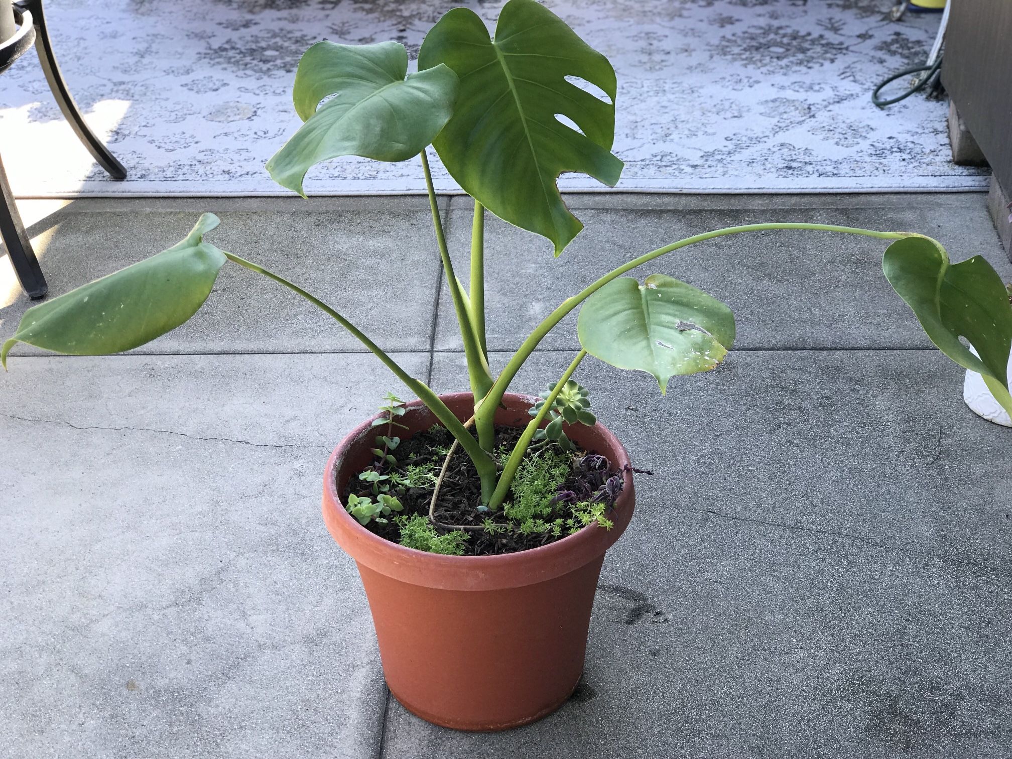 $15 Monstera Plant