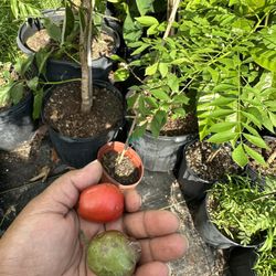 Hog Plum/jocote Plant 