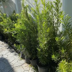 Podocarpus Plant Very Good For Make Fence