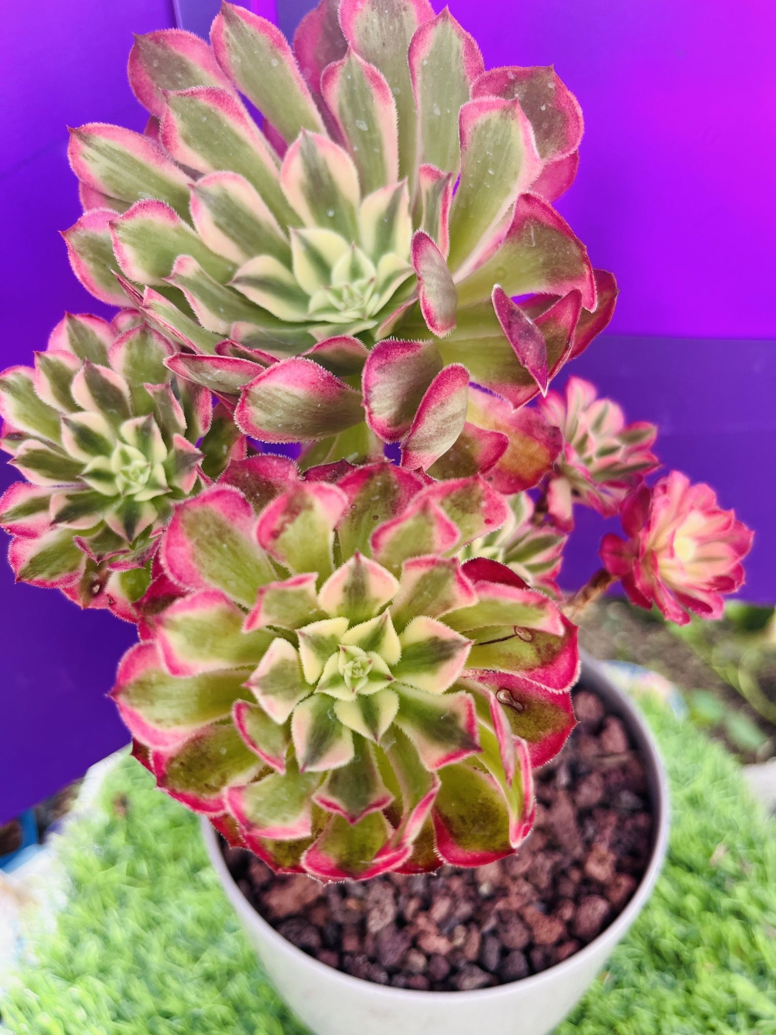 Aeonium black King Kong | Created Succulent | Live Plant