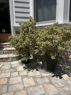 Two Large Pots & Plants