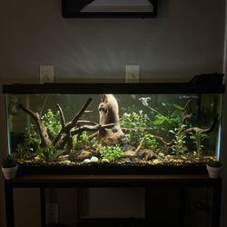 20 Gallon Fish Tank Setup - Full Kit (Filter, Light, Stand, etc.)