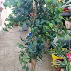 Artificial Tree 6ft. Tall