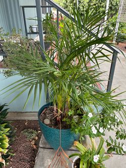 2 potted palms