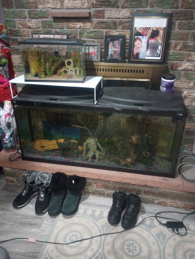 Fully Decorated 60 Gallon Aquarium