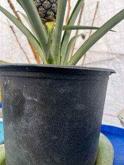 Pineapple Plant