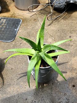 Aloe Vera