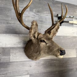 Deer Head Taxidermy 
