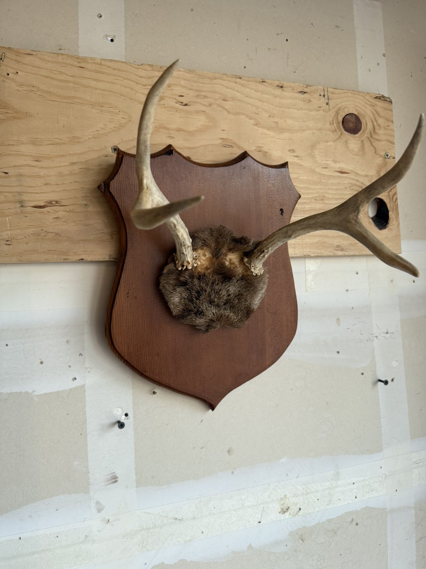Cuernos De Venado