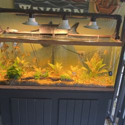 Beautiful Fish Tank With All Included 