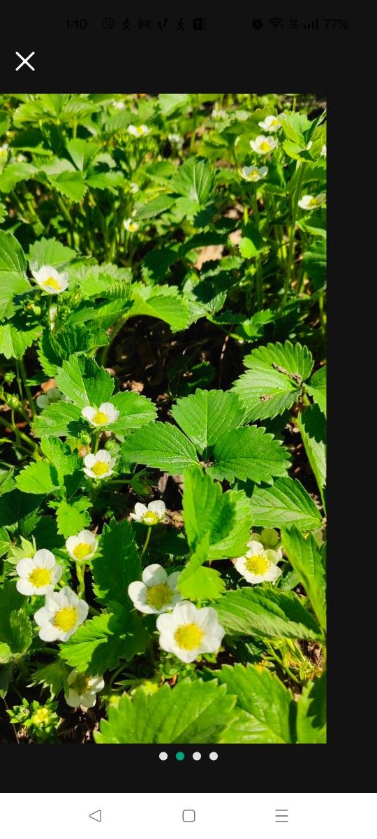 Organic Strawberry Plants