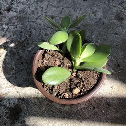 4 In Potted Jade