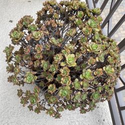 4 House Plants - includes 2 large Clay Pots