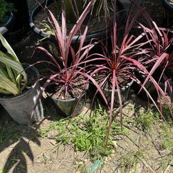 Electric Pink Cordyline
