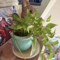 Two Indoor Plants