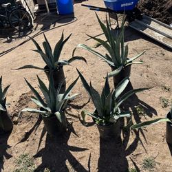 Maguey Plants 