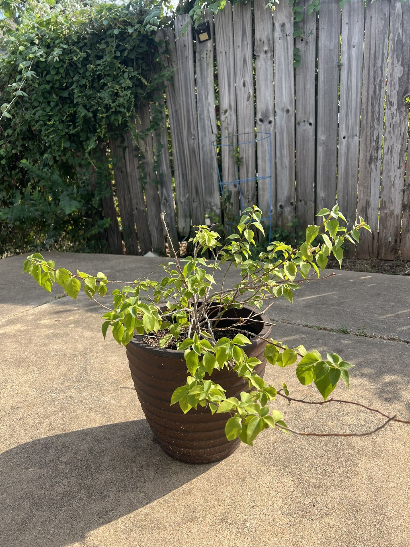 Bougainvillea Plant With Pot