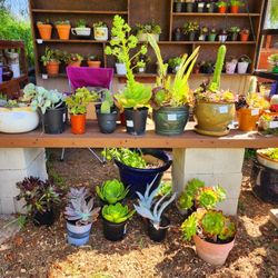 Mother's Day Plant Sale!!