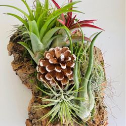 Cholla Wood Pieces 