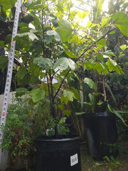 Jamaica plant/Jamaican Hibiscus plant.