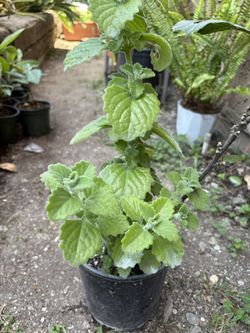Planta De Vaporub