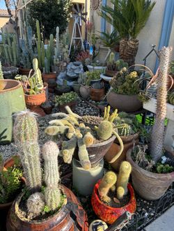 Succulents
