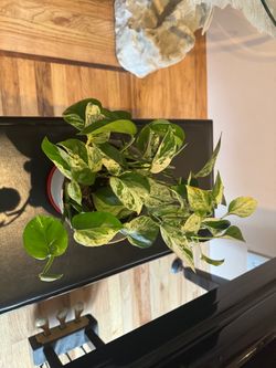 “Marble Queen” Pothos