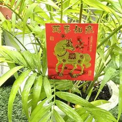 Indoor/outdoor Plant 