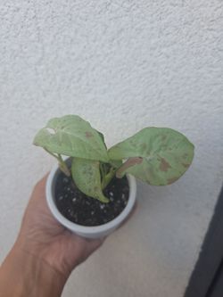 Plant