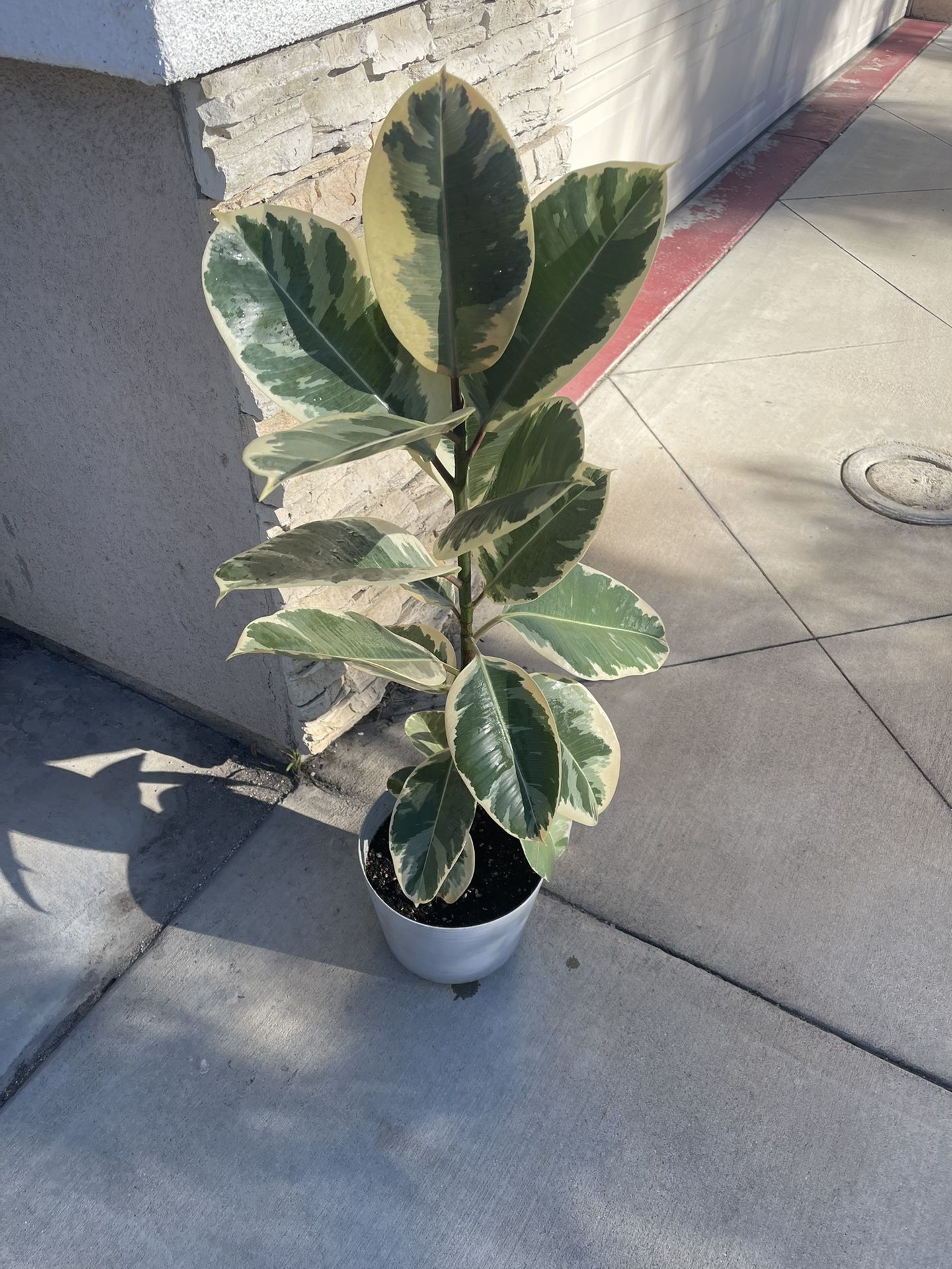 Beautiful Ficus Tineke Plant 